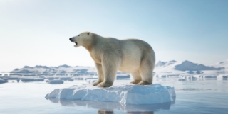 WWF – The Urgency of 1.5°C – 2018